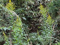 -东天目山风景区