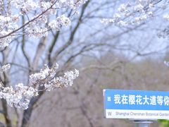 -上海辰山植物园