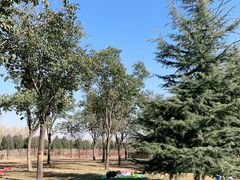 -洨河生态公园