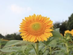-花开海上生态园