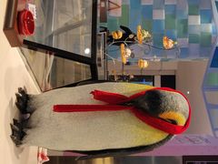 -帝企鹅自助餐厅•儿童岛•真企鹅(长隆企鹅酒店)