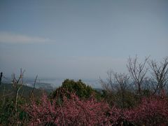 -香雪海