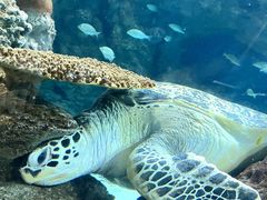 -上海海洋水族馆