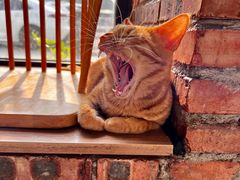 -豆逗聊愈猫阁Easy Life