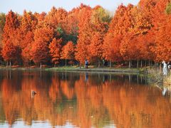 -上海海湾国家森林公园