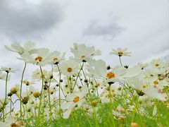 -上海滨江森林公园