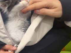 -北京观赏动物医院·24小时大型综合·猫专科·异宠专科