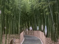 -陈家山荷花公园