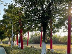 -芒洲湿地公园