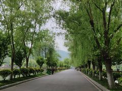 -后柳水乡