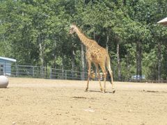 -大连森林动物园