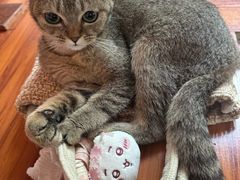 -楼上猫咖(罗湖店)