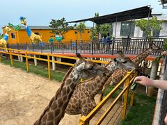 -西霞口神雕山野生动物世界