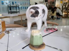 -喵园·猫主题咖啡厅·撸猫·猫咖(国贸店)