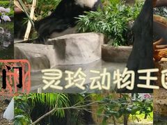 -灵玲国际马戏城
