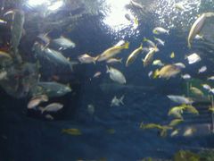 -上海海洋水族馆-停车场