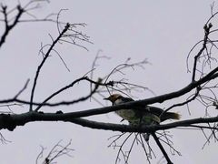 -华侨城湿地公园