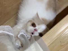 -滚猫咖啡·猫咖·猫友好撸猫(未来城店)