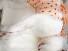 -纳吉亚猫专科动物诊疗中心(蒋宅口分院)