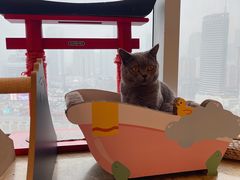 -Catmate·猫肥家润(金润铂宫店)