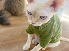 -COLOR PETS 撸猫馆·购猫·猫咖(长风大悦城店)