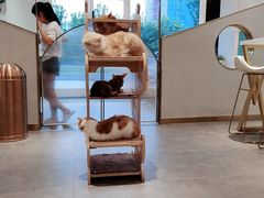 -飞行喵MR PILOT|猫舍·猫咖(静安大融城店)