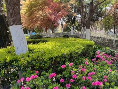 -合肥滨湖国家森林公园