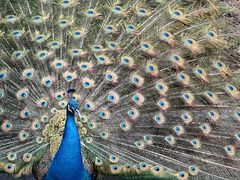 -福建鲤鱼洲酒店