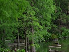 -深圳仙湖植物园