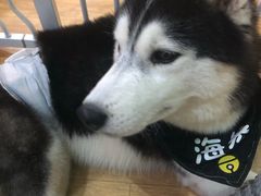 -Husky Go! 哈士奇体验馆·宠物咖啡厅狗咖