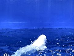 -海合安天津极地海洋公园