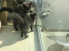 -PETKIT 小佩宠物·低压洗护·美容·寄养(安远店)