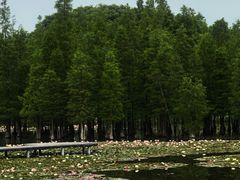 -白鹭湾湿地公园