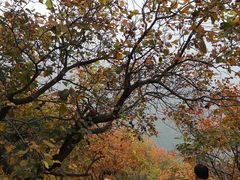 -香山公园