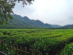 -中国茶叶博物馆(双峰馆区)