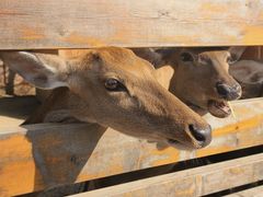 -圣露庄园·露营·烤肉·亲子