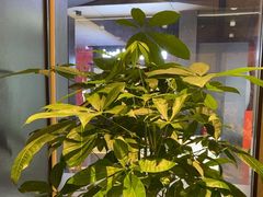 -大头椰·椰子鸡火锅(新梦店)