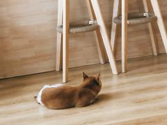 -柴犬小屋·柴餐厅·狗咖食堂(金鼎广场店)