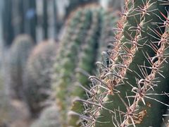 -南山植物园
