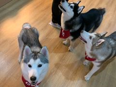 -Husky Go! 哈士奇体验馆·宠物咖啡厅狗咖
