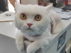 -博特宠物医院24h犬猫全科.骨科·异宠