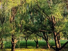 -长白岛森林公园