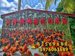 -兴隆槟榔园休闲农庄