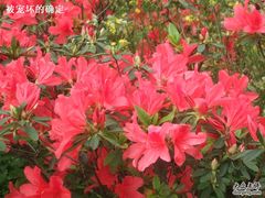 -南国桃园旅游度假区