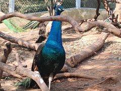 -合肥野生动物园