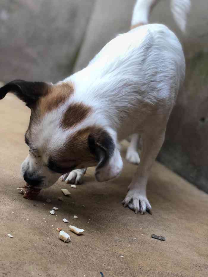 基地环境很不错,有充足的玩耍空间,狗舍干净宽敞,推荐大家可以把自己