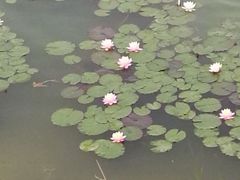 android_upload_pic-泗洪洪泽湖湿地景区