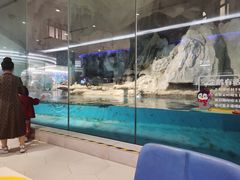 -帝企鹅自助餐厅•儿童岛•真企鹅(长隆企鹅酒店)