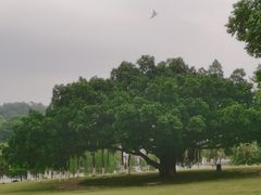 -东莞植物园