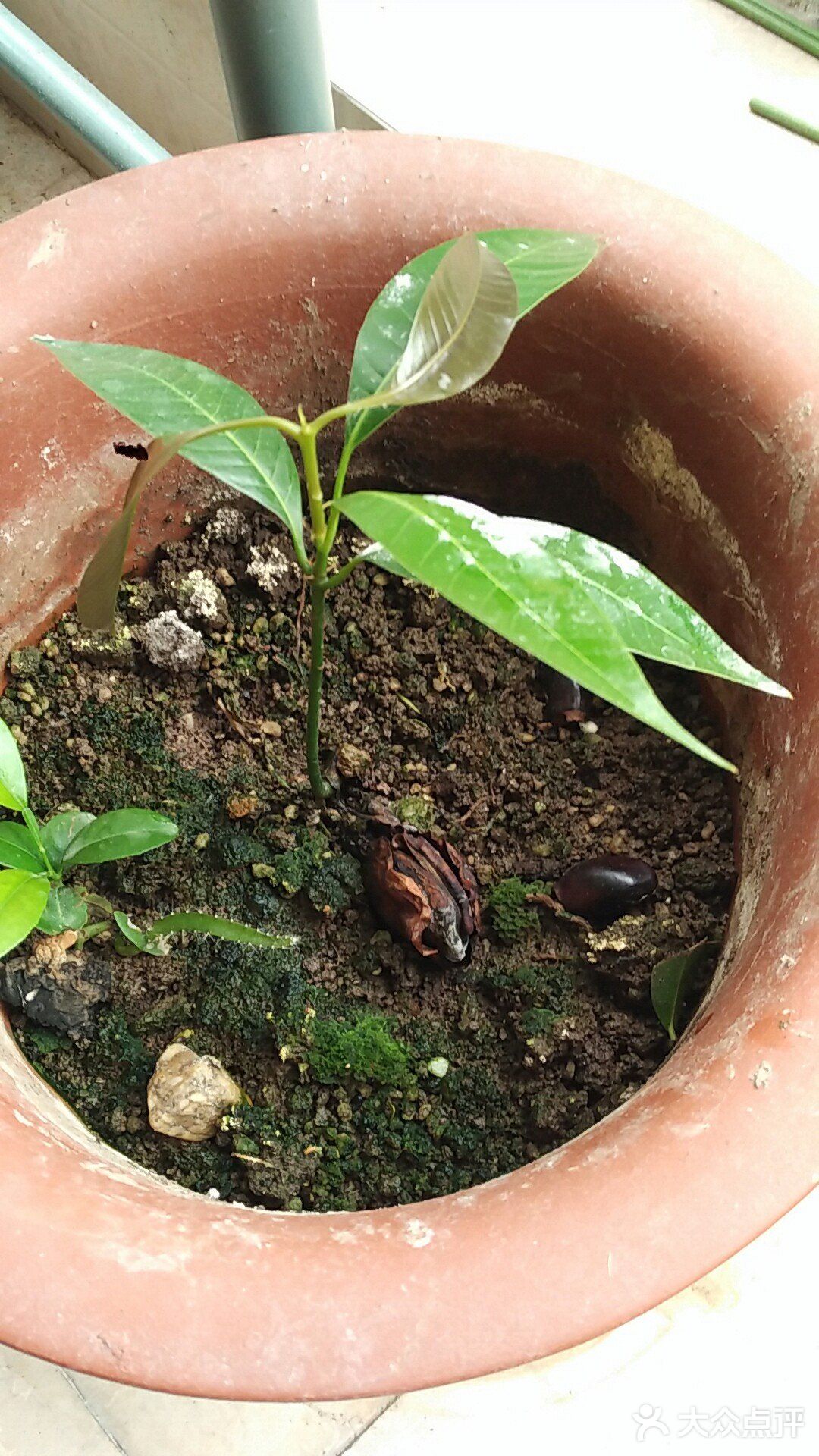 保持土壤湿润，待长到3～4寸左右就可以移植到花园里